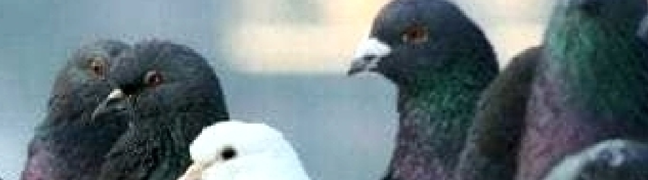 Cómo Ahuyentar Palomas en Lima: Métodos Efectivos y Productos Reales que Funcionan