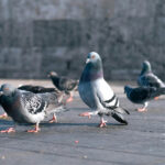 empresa que espanta aves en lima-03