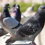 empresa que espanta aves en lima-04