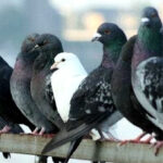 empresa que espanta aves en lima-05