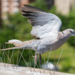 empresa que espanta aves en lima_Mesa de trabajo 1