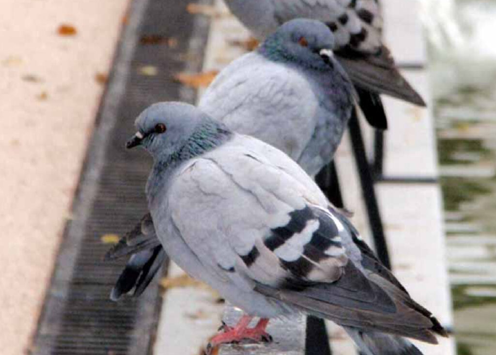 espanta palomas para casa, edificios y espacio abiertos